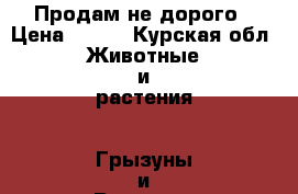 Продам не дорого › Цена ­ 500 - Курская обл. Животные и растения » Грызуны и Рептилии   . Курская обл.